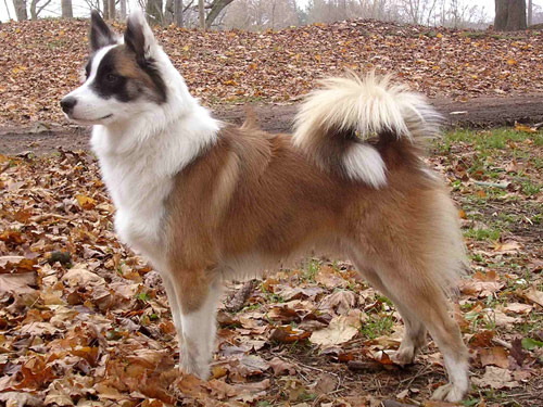 Icelandic Sheepdog dog