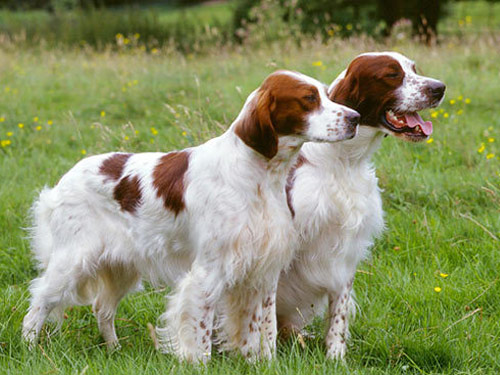 Irish Red and White Setter dog