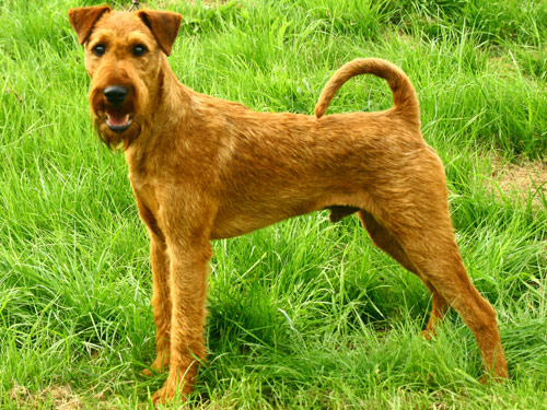 Irish Terrier dog pictures