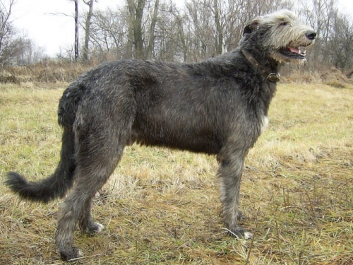 Irish Wolfhound dog pictures