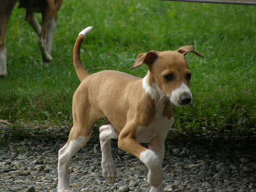 Italian Greyhound dog