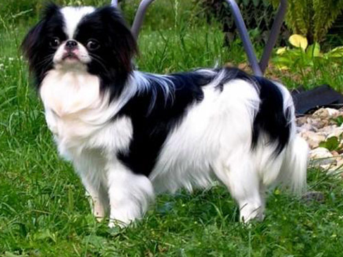 Japanese Chin dog pictures