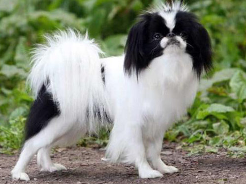 Japanese Chin dog pictures