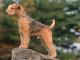 Lakeland Terrier dog