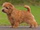 Norfolk Terrier dog