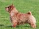 Norwich Terrier dog
