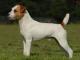 Parson Russell Terrier dog