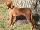 Redbone Coonhound dog