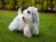 Sealyham Terrier dog