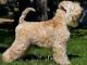 Soft Coated Wheaten Terrier dog