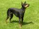 Toy Manchester Terrier dog