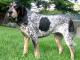English Coonhound dog