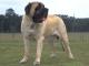 English Mastiff dog