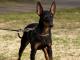 Manchester Terrier  Toy dog