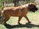 South African Boerboel dog