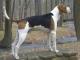 Treeing Walker Coonhound dog