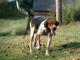 Treeing Walker Coonhound dog