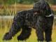Black Russian Terrier dog