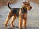 Airedale Terrier dog