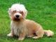 Dandie Dinmont Terrier dog