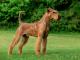 Irish Terrier dog
