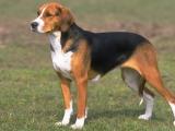 American Foxhound สายพันธุ์สุนัข 