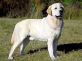 Labrador Retriever Dog - dzaglis jishebi
