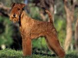 Lakeland Terrier Dog - dzaglis jishebi
