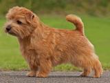 Norfolk Terrier Dog - dzaglis jishebi