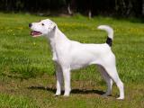 Parson Russell Terrier Dog - dzaglis jishebi