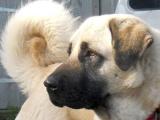 Anatolian Shepherd perro de raza 