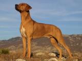 Rhodesian Ridgeback Dog Breeds Pictures
