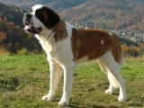 Saint Bernard Dog - dzaglis jishebi