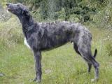 Scottish Deerhound Dog - dzaglis jishebi