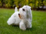 Sealyham Terrier Dog - dzaglis jishebi