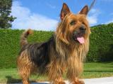 Australian Terrier породи собак 