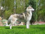 Siberian Husky Dog list S