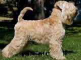 Soft Coated Wheaten Terrier Dog list S