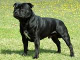 Staffordshire Bull Terrier Dog list S