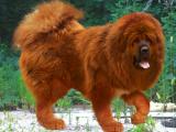 Tibetan Mastiff Dog list T