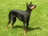 Toy Manchester Terrier Dog list T