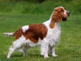 Welsh Springer Spaniel Dog - dzaglis jishebi