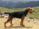 Welsh Terrier Dog - dzaglis jishebi