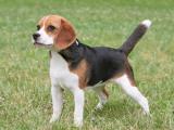 Beagle Dog list B