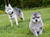 Alaskan Klee Kai hund racen 
