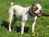 American Bulldog Dog - dzaglis jishebi