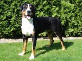 Appenzell Mountain Dog Photo Gallery
