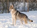 Czechoslovakian Wolfdog Dog - dzaglis jishebi