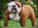 English Bulldog Dog - dzaglis jishebi