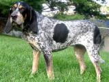 English Coonhound Dog - dzaglis jishebi